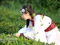 汉服秀惊艳老君山樱花谷
