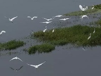 汉江湿地