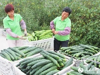 冷集农超对接惠商惠农