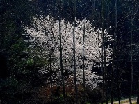 早春人家
