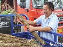 冷集借助互联网+  有机山药销全国