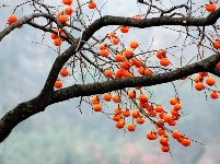 赵湾柿子红满山