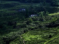 紫金茶园