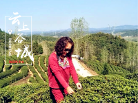 茶乡风情让人醉  免费游玩欢乐多！