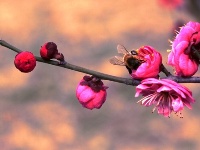 忽见寒梅树 花开汉水滨