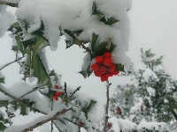 2018新年初雪，美丽不可言说