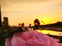 来石花看日出喽