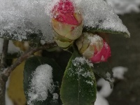 2018新年初雪，美丽不可言说