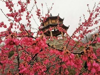 十里樱花谷的早樱，开了