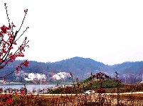 城关老君山樱花谷繁花似锦