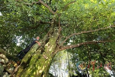 谷城发现千年“泉眼古树”树龄高达1200年