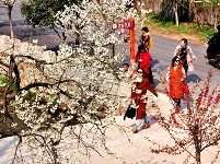 城关老君山樱花谷繁花似锦