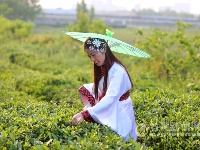 汉服秀惊艳老君山樱花谷