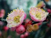 十里樱花谷的早樱，开了