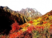 满山红叶似彩霞