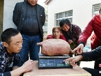 南漳农民种出“红薯王” 最大18斤