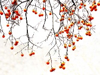 赵湾柿子红满山