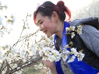 樱桃花开，美女帅哥闻香来