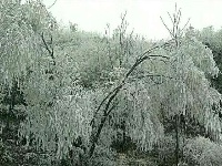 雪后雾淞扮靓赵湾八里荒