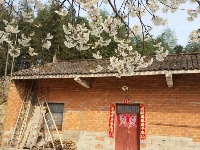 春到樱桃沟