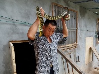 汤国波：谷城养蛇第一人