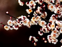 忽见寒梅树 花开汉水滨