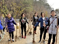 城关近百妇女为君山添绿