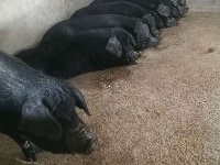 捕捉生态养殖瞬间 手机摄影扛扛的