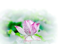 申氏庄园·水上芙蓉