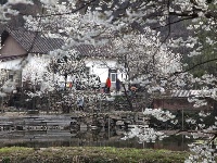 春来花开满人家