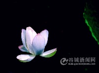 申氏庄园·水上芙蓉