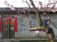 五山桃花园，就在七坪村