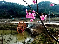 城关老君山樱花谷繁花似锦