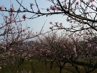 五山桃花园，就在七坪村