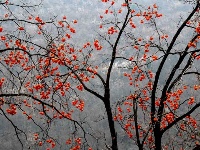 赵湾柿子红满山