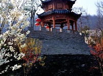 城关老君山樱花谷繁花似锦