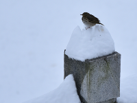 2018新年初雪，美丽不可言说