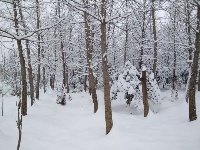 2018新年初雪，美丽不可言说