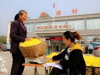 金丝皇菊花正艳  农民采花喜笑颜