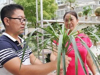 大学生陈建波返乡种植水培花卉
