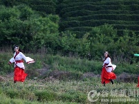 汉服秀惊艳老君山樱花谷