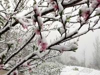 赵湾渔坪传奇美 飞雪迎春绿映红