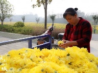金丝皇菊花正艳  农民采花喜笑颜