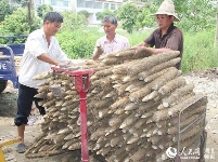 冷集借助互联网+  有机山药销全国