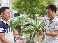 大学生陈建波返乡种植水培花卉