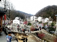 老君新种红樱树 闲绕花枝便当游