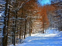 赵湾春雪