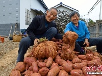 宜都一村民种出37斤红薯 堪称“巨无霸”