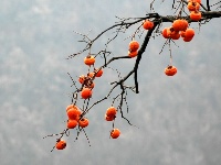 赵湾柿子红满山