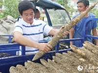 冷集借助互联网+  有机山药销全国